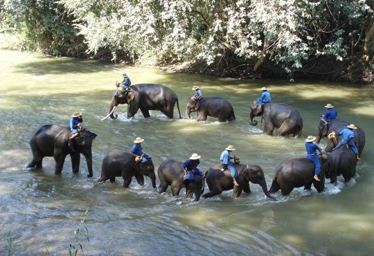 TT14 - Elephant Tour in Chiang Mai Thailand